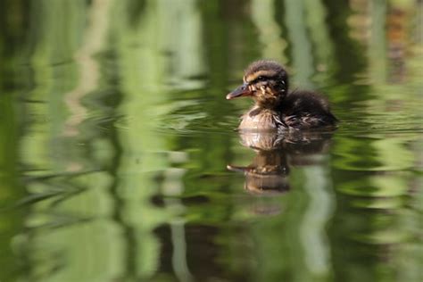 Gräsand pullus- Baby duck | Nahid V | Flickr