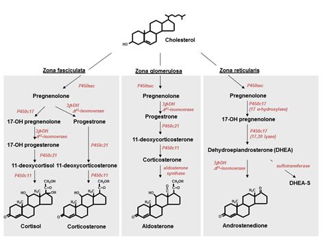 Regulation of Glucocorticoid Receptor Signaling and the Diabetogenic Effects of Glucocorticoid ...