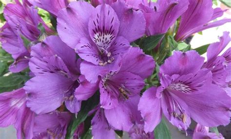 Alstroemeria flower: cultivation, planting and care in the open field