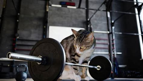 How Strong Are Cats? - Tuxedo Cat