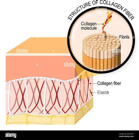 collagen fibers in a skin. Close-up of collagen molecule. Anatomy of the humans skin. Vector ...