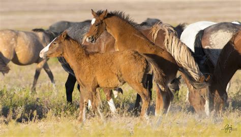 wild horses 25 may-8863 - Photography of Wild Horses - Onaqui Herd