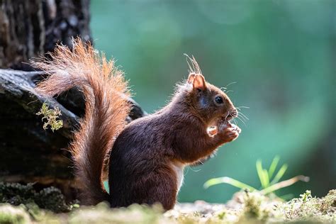 Koen Frantzen | Nature Photography - Eekhoorn / Eurasian red squirrel ...