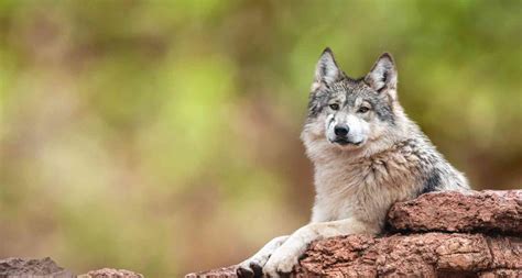 Mexican Gray Wolf | Defenders of Wildlife