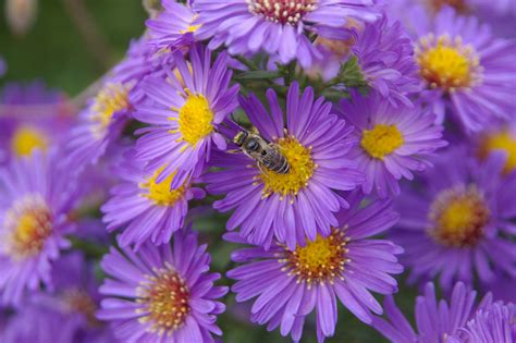 Soest Herbaceous Display Garden | University of Washington Botanic Gardens