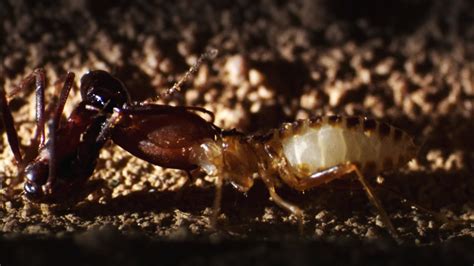 What Is The Natural Enemy Of Termites? The 9 Latest Answer - Ecurrencythailand.com