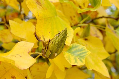 Yellow Leaves Tree