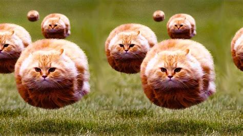 Flying ball cats Memes - Imgflip