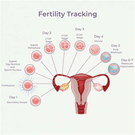 Infertility treatment options | West Sussex Gynaecology