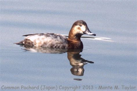 Common Pochard