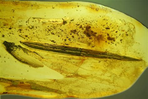 Detailed Fossil Plant Leaf (Gymnosperm) In Baltic Amber (#207489) For ...