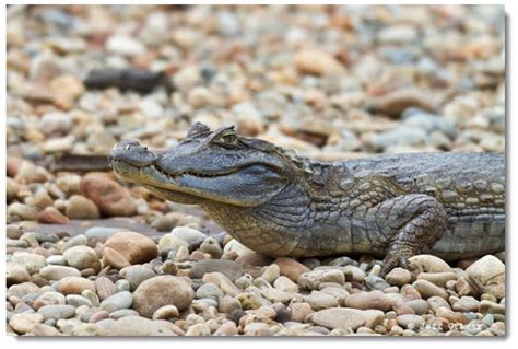 Tambopata Wildlife Photography Tour - Tambopata Tours