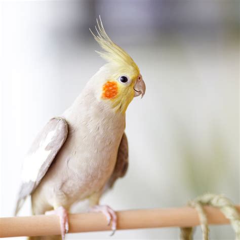 312 Best Bird Names (Cute, Unique, and Cool) - Every Little Name