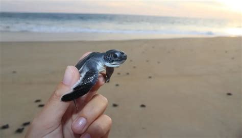 Release endangered baby sea turtles into the ocean in Puerto Escondido, Oaxaca - The Oaxaca Post