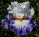 Guardian's Fire Iris – Sutton Iris