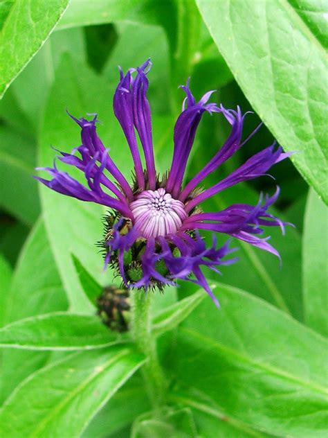 Centaurea Montana