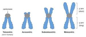 Chromosomes: structure and organization ~ Microbiology Notes