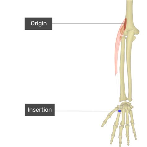 Extensor Carpi Radialis Longus | GetBodySmart