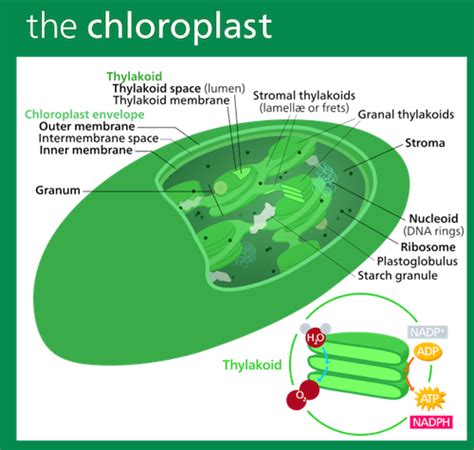 Chloroplast | Definition, Function & Parts - Lesson | Study.com