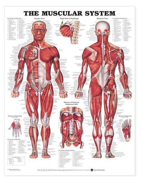 Buy The Muscular System Anatomical Chart Laminated , Nursery Online at desertcartSri Lanka