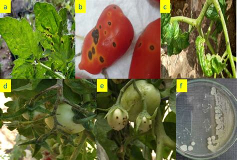 Figure 1 from Pseudomonas syringae pv. tomato and severity of bacterial ...