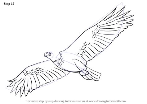 Learn How to Draw an Eagle Flying (Birds) Step by Step : Drawing Tutorials