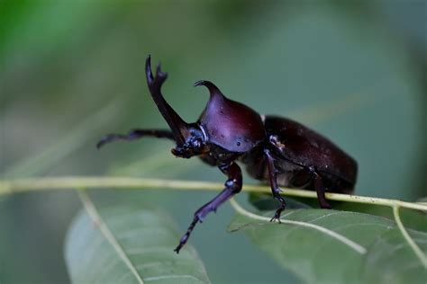 Green Rhinoceros Beetles