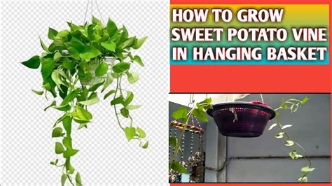 Sweet potato vine plantation in hanging basket - YouTube