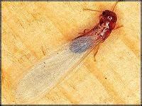 Drywood Termites: Signs & Symptoms of Infestation | Orkin