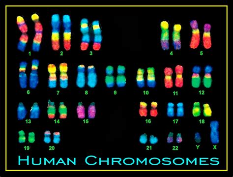 Number Of Chromosomes In Each Cell