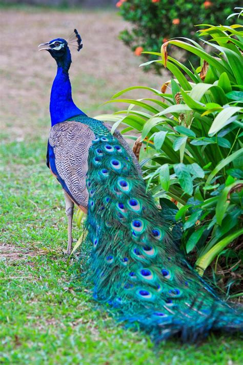 Close-up portrait of beautiful peacock | Stock image | Colourbox