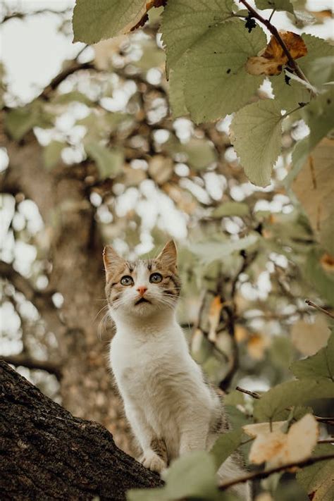 Cat among Leaves on Tree · Free Stock Photo