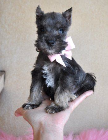 Toy Schnauzer Puppies For Sale Uk - ToyWalls