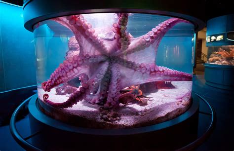 Give Me a Hug! in 2020 | Cool fish tanks, Aquarium fish tank, Octopus tank