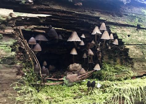 Best little mushroom cave ever. Found in Georgia. : r/MushroomPorn