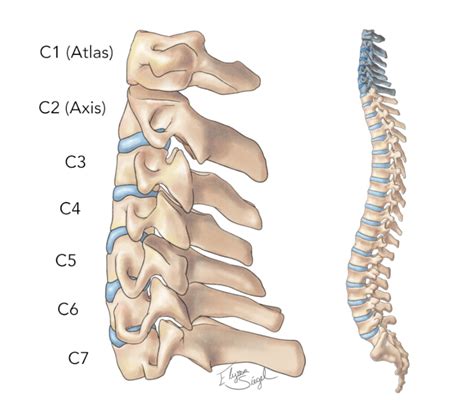 Upper Cervical Spine Anatomy