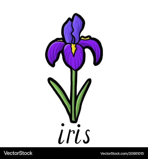 Flower of iris Royalty Free Vector Image - VectorStock