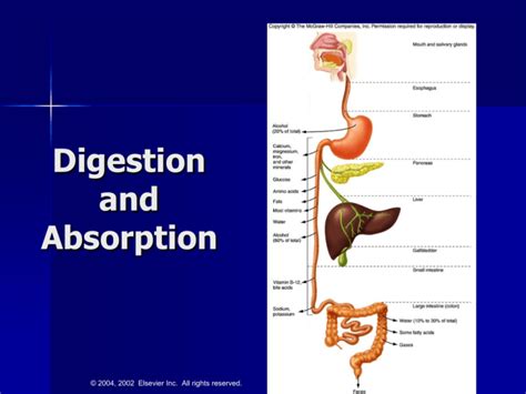 Digestion and Absorption Review