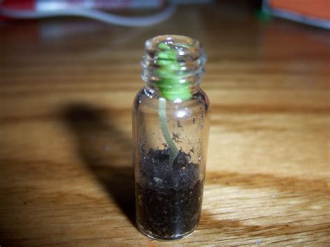 Pocket Plant : 7 Steps (with Pictures) - Instructables