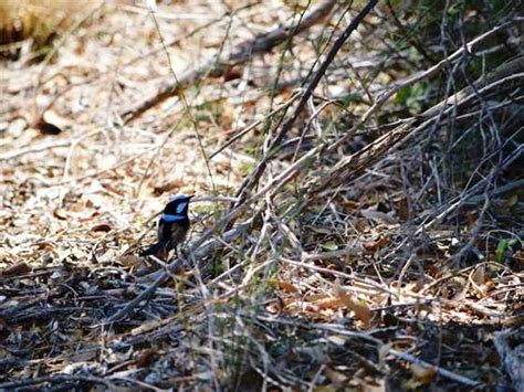 Bird Watching Sites In Kingaroy | localista