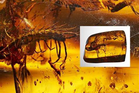 11 detailed photos of amber fossils from AMNH | Popular Science