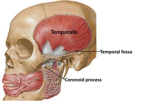 Muscles of Mastication – Anatomy QA