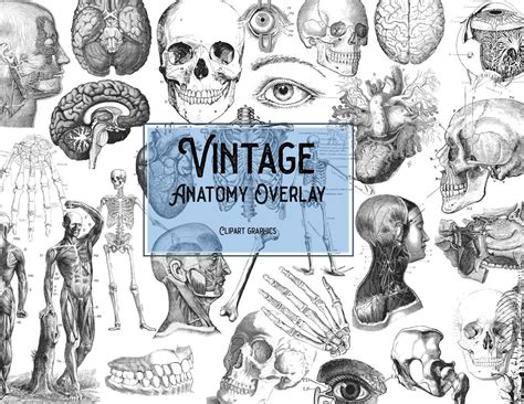 7 Skull Images Vintage Anatomy Clip Art Bones The Gra - vrogue.co