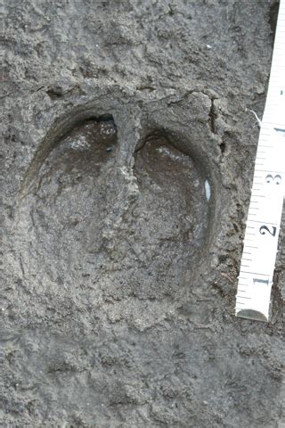 wild boar tracks Archives | MyNature Apps