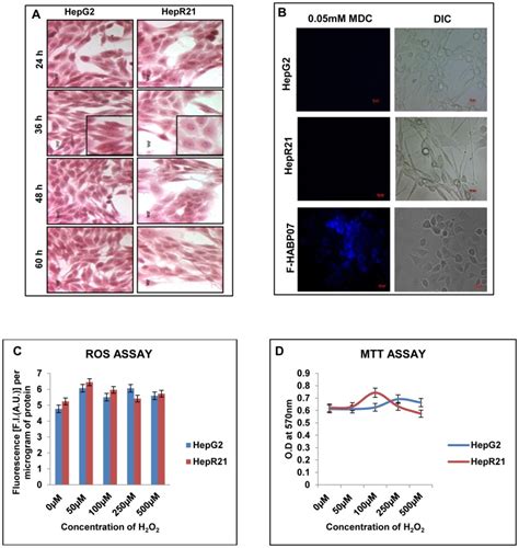 [A] Haematoxylin-Eosin Staining— Morphological analysis by H-E staining... | Download Scientific ...