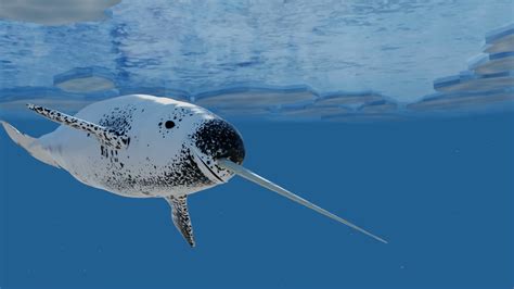 Narwhal Whales Swimming in the Arctic. High-quality 3d Animation Stock Video Footage ...