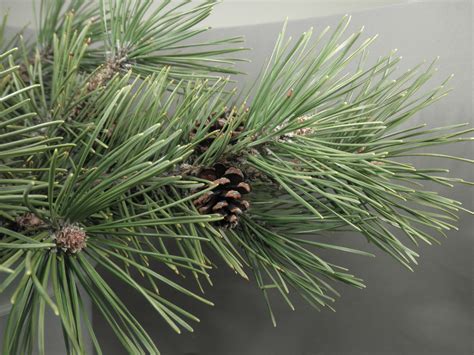 Pinus sylvestris (Pinaceae) image 44499 at PhytoImages.siu.edu