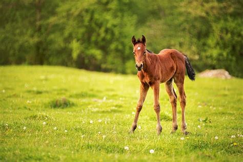 The Impact of Nutrition on Foal Development