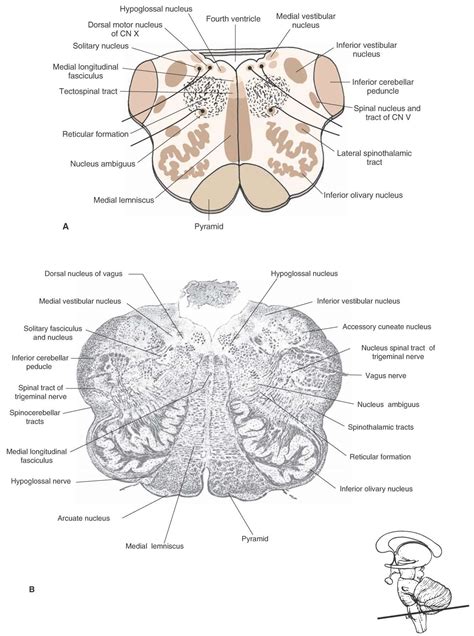 Central medulla. (A) Cross-sectional diagram of the medulla through the ...