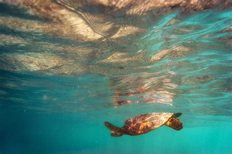 Hawaiian Turtle on Behance